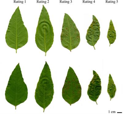 Transcriptome Analysis of Eucalyptus grandis Implicates Brassinosteroid Signaling in Defense Against Myrtle Rust (Austropuccinia psidii)